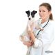 Кто такой ветеринар: как выучиться и где работать