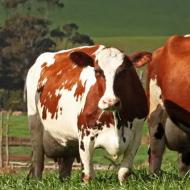Разведение коров, как бизнес: рентабельность и продуктивность