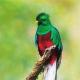 Квезаль — священная птица ацтеков На флаге какой страны изображен кетцаль
